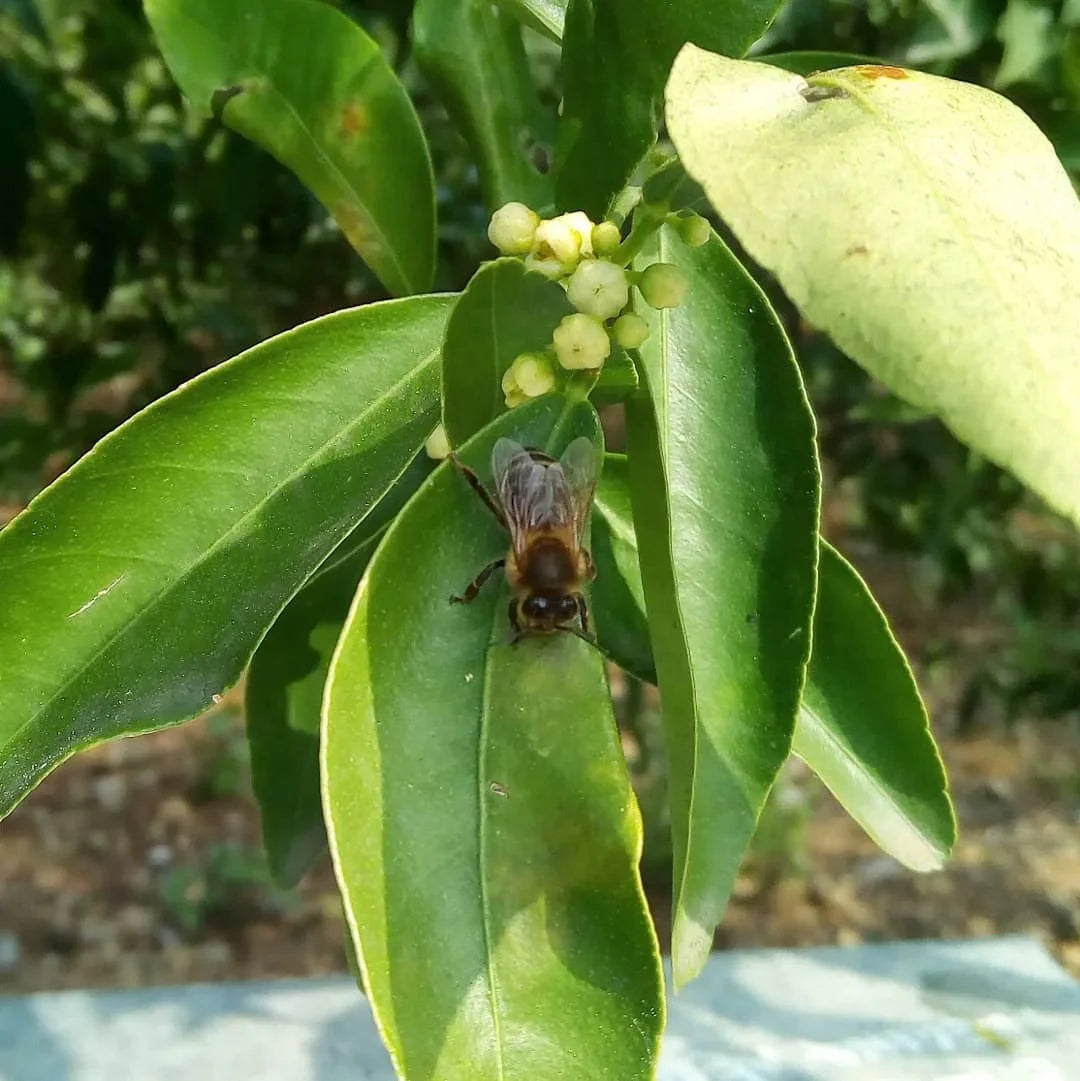 Boniviri Apis