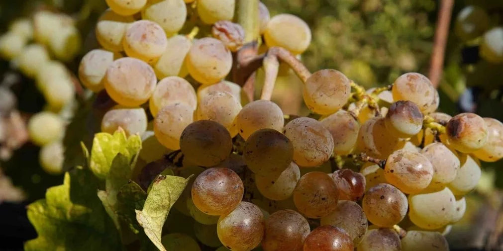 Boniviri Carricante