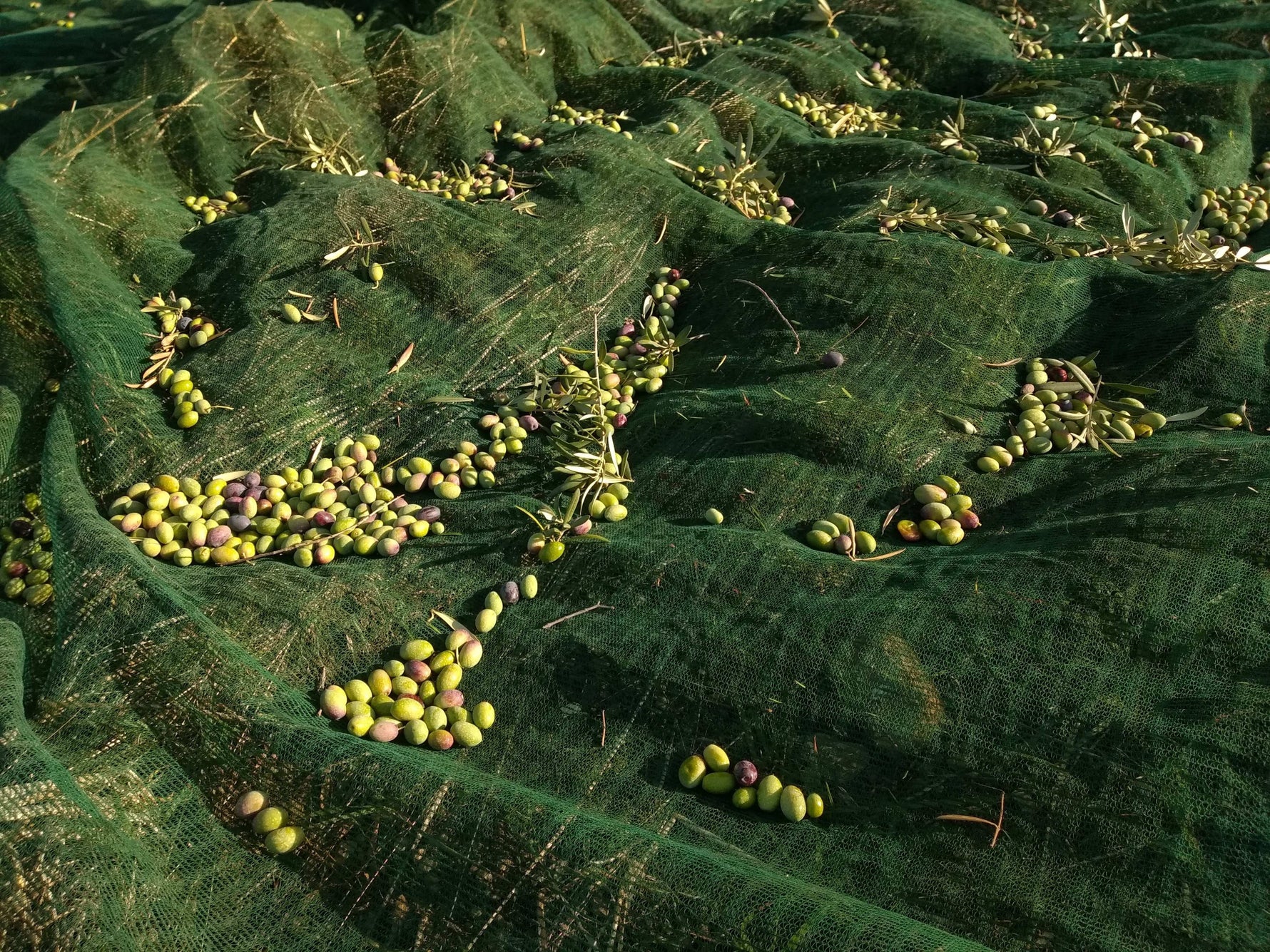 Come nasce l'olio extravergine bio Boniviri