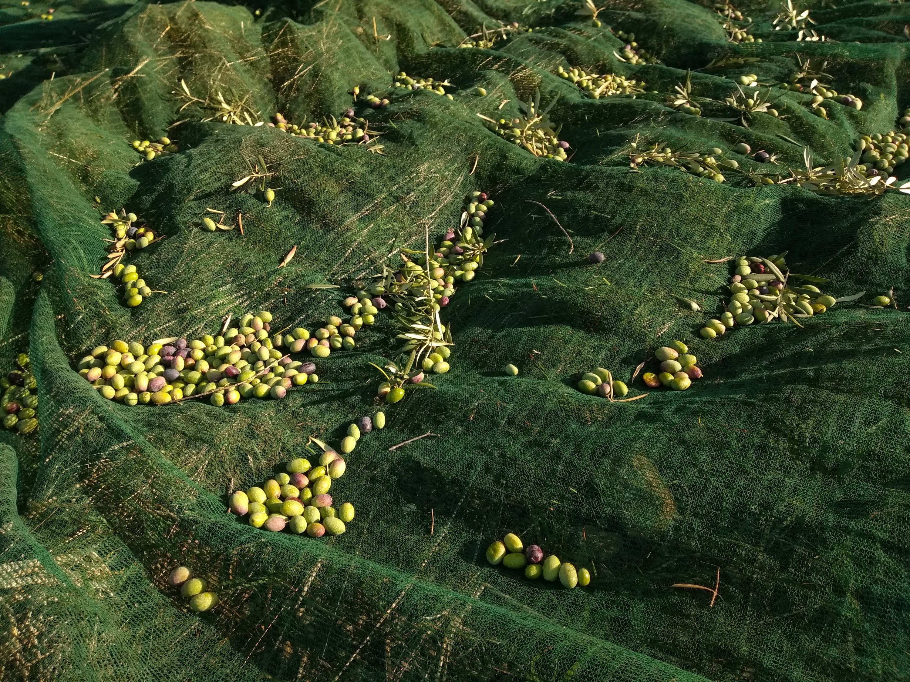 Come nasce l'olio extravergine bio Boniviri