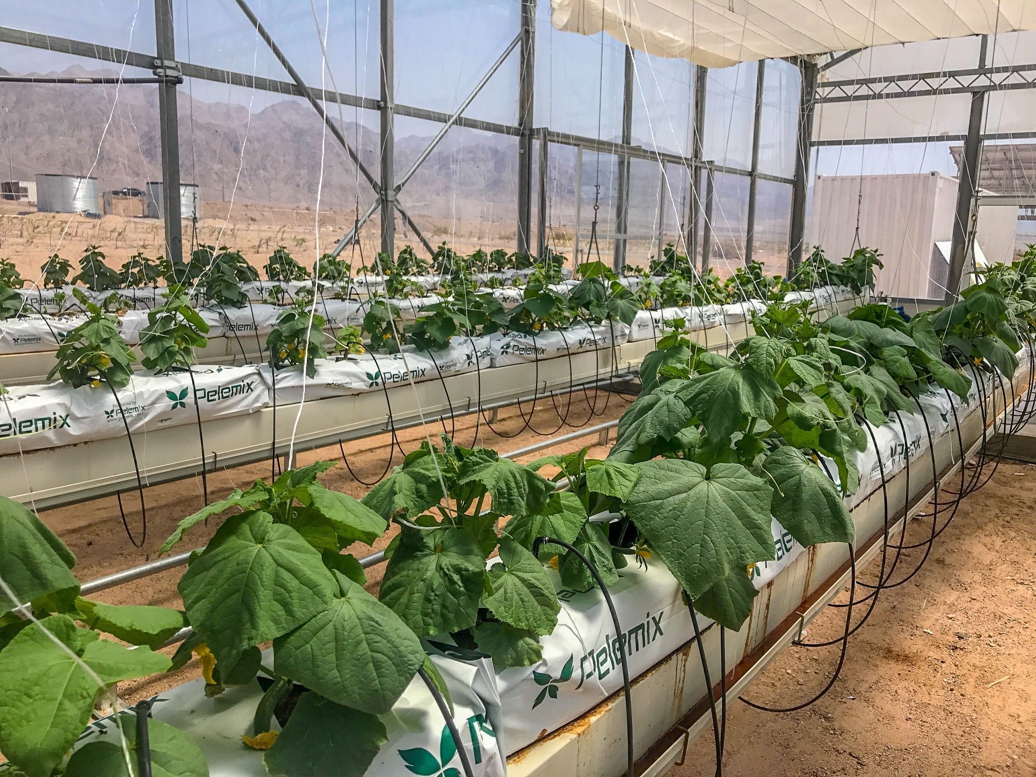 Agricoltura nel deserto: una possibile soluzione alla crisi alimentare