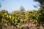 Vino Rosso Siciliano Mamertino D.O.C. Bio