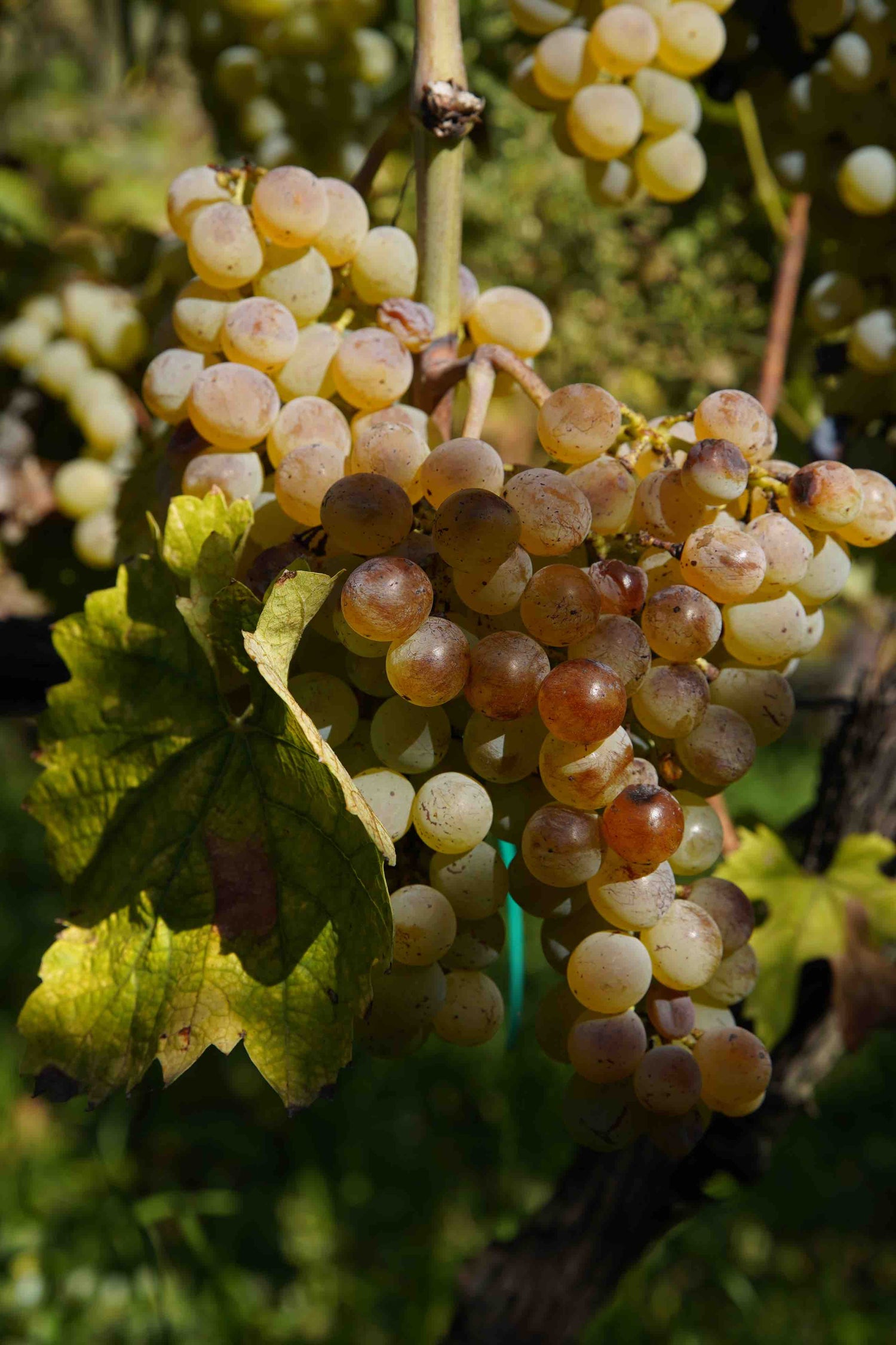 Box Wine Lovers - Degustazione Vino Siciliano