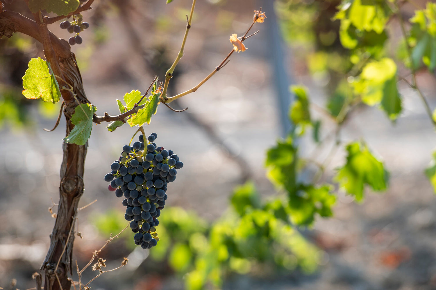 Nero d'Avola Rosé - Vino Bio Siciliano - Baglio Diar