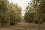 Olio d'Oliva "il Saggio" - 100% EVO Bio Italiano