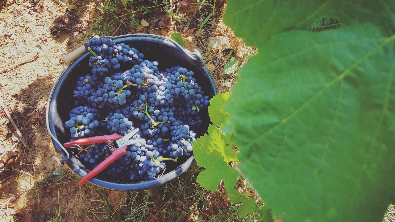 Perricone Vino Rosso Bio  Siciliano Baglio Diar
