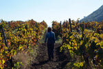 Box Wine Lovers - Degustazione Vino Siciliano